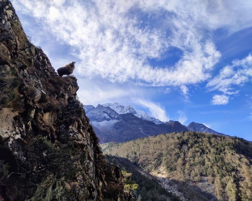 Himalayan Goat At Khumbu