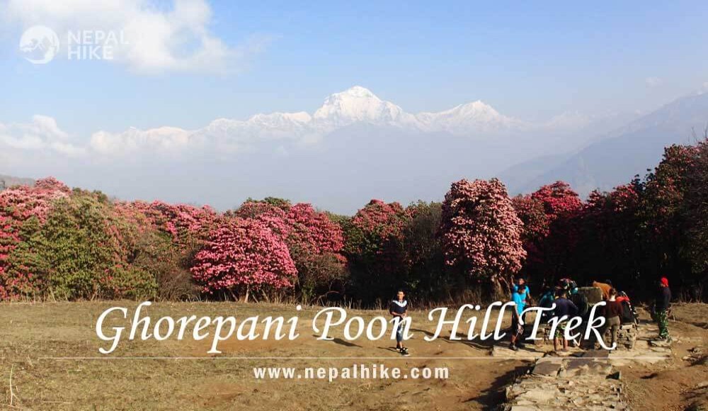 Ghorepani Poon Hill Trek with Rhododendron Video